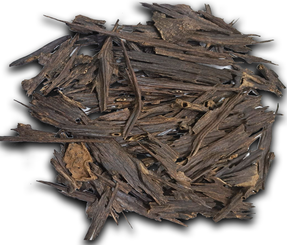 Oudh Suyoofi Nagaland